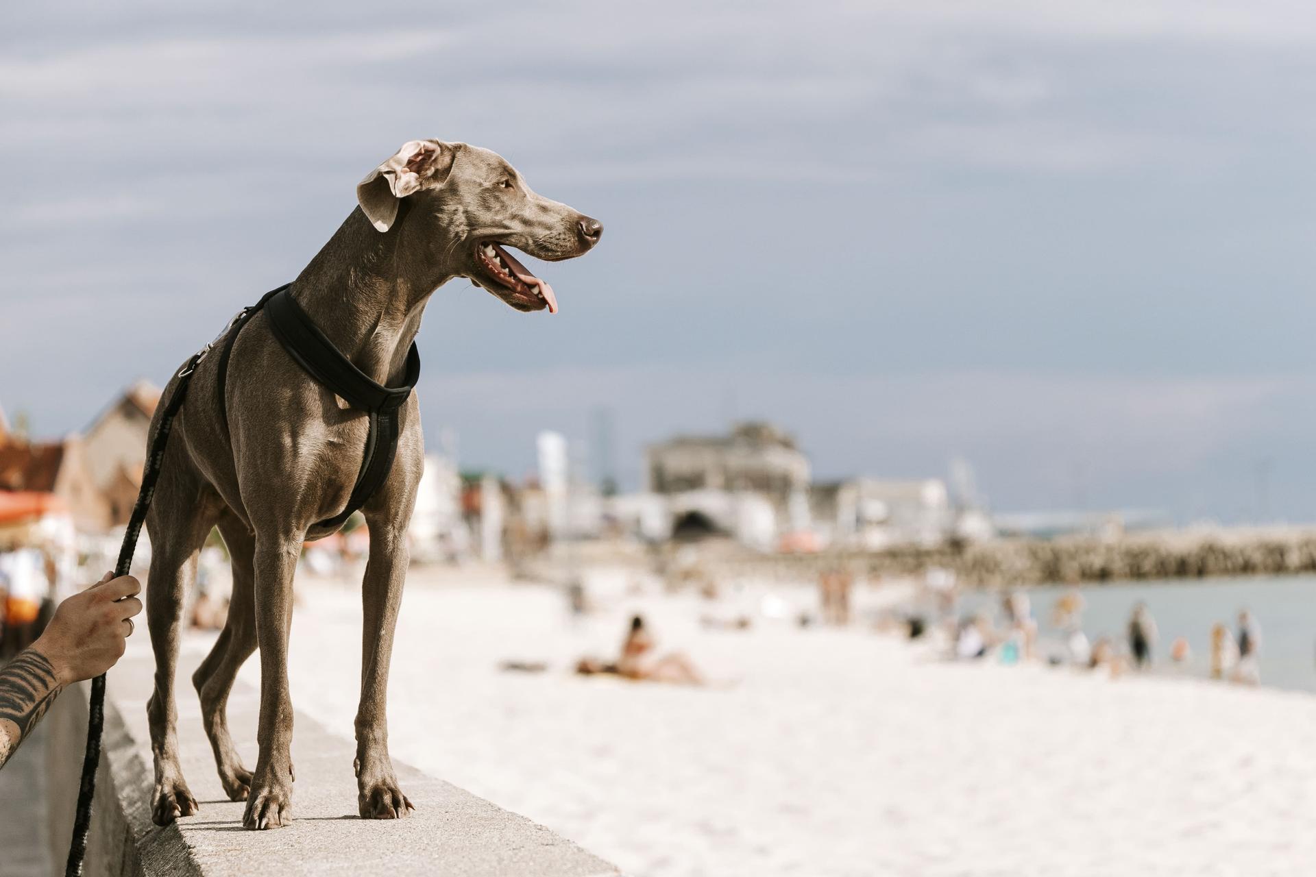 Путешествие с домашним животным в Дубай. Советы по перевозке собаки или кошки из России в ОАЭ