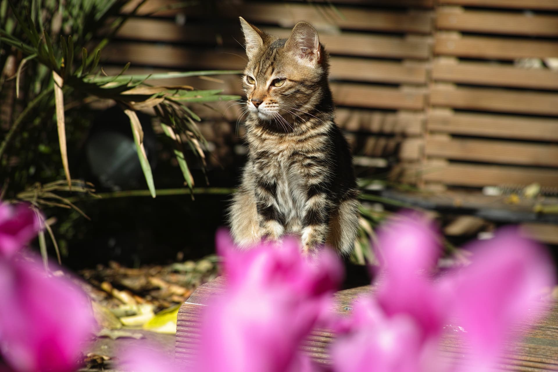 Discovering Dubai's Most Welcoming Communities for You and Your Pets